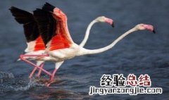火烈鸟的羽毛为什么是红色的 火烈鸟的羽毛是红色的原因