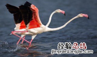 火烈鸟的羽毛为什么是红色的 火烈鸟的羽毛是红色的原因