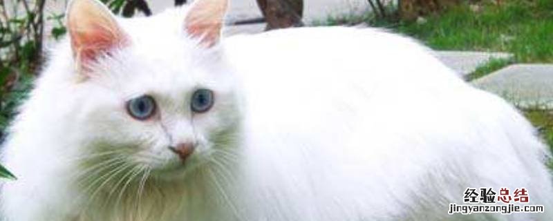 羊和猫哪个智商高 羊驼和猫哪个聪明