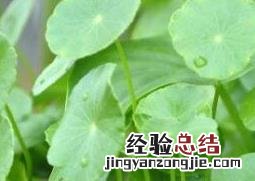 铜钱草的功效与作用及药用价值 铜钱草的药用功能