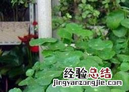 铜钱草的功效与作用及药用价值 铜钱草的药用功能