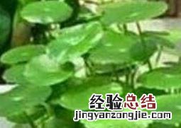 铜钱草怎么水培好 铜钱草的水培方法和技巧