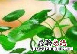铜钱草怎么水培好 铜钱草的水培方法和技巧