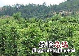 盆栽红豆杉的养殖方法和注意事项 盆栽红豆杉的养殖方法和注意事项 枫网