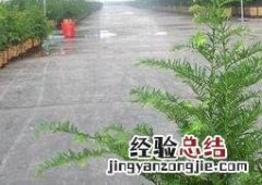 盆栽红豆杉的养殖方法和注意事项 盆栽红豆杉的养殖方法和注意事项 枫网