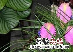 紫凤梨的功效与作用 紫凤梨的功效与作用