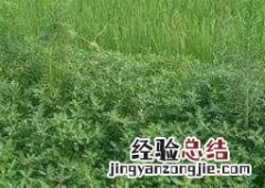 池塘水草种子种植方法 池塘水草种子种植方法视频