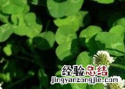 车轴草图片功效与作用 车轴草图片
