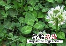 车轴草图片功效与作用 车轴草图片