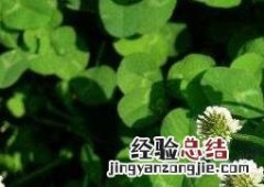 车轴草图片功效与作用 车轴草图片