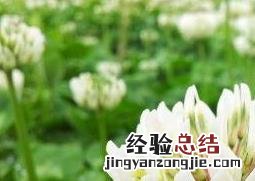 车轴草怎么种养殖技巧和注意事项 车轴草怎么种