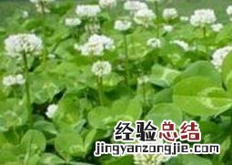 车轴草怎么种养殖技巧和注意事项 车轴草怎么种