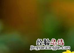长寿菊的养殖方法和夏季病虫害防治 长寿菊的养殖方法和注意事项