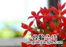 长寿菊的养殖方法和夏季病虫害防治 长寿菊的养殖方法和注意事项