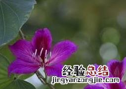 紫荆花的养殖方法和病虫害防治视频 紫荆花的养殖方法和病虫害防治