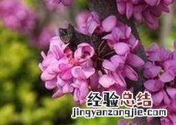 紫荆花的养殖方法和病虫害防治视频 紫荆花的养殖方法和病虫害防治