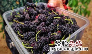 哪些人不能吃桑葚 哪些人不能吃桑葚膏