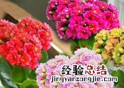 长寿花的养殖方法和病虫害防治方法 长寿花的养殖方法和病虫害防治