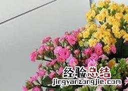 长寿花的养殖方法和病虫害防治方法 长寿花的养殖方法和病虫害防治