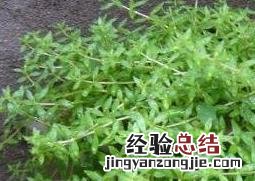 垂盆草怎么养 垂盆草怎么养爆盆