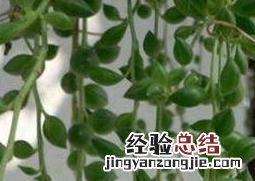 垂盆草吊兰怎么繁殖的 垂盆草吊兰怎么繁殖