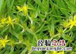 垂盆草吊兰怎么繁殖的 垂盆草吊兰怎么繁殖
