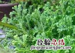 翠云草的养殖方法和注意事项 翠云草可以水养吗