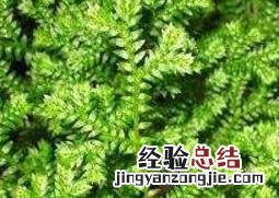 翠云草的养殖方法和注意事项 翠云草可以水养吗