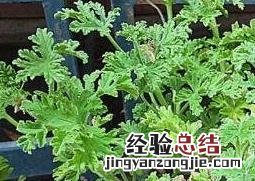 驱蚊草有用吗 驱蚊草有用吗能驱蚊吗