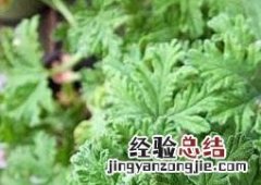 驱蚊草有用吗 驱蚊草有用吗能驱蚊吗