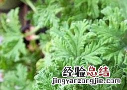 驱蚊草有用吗 驱蚊草有用吗能驱蚊吗