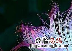 合欢树花的功效与作用 合欢树花的功效与作用