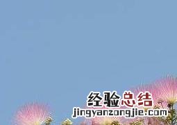 合欢树花的功效与作用 合欢树花的功效与作用