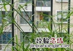 植物水竹图片 水竹图片
