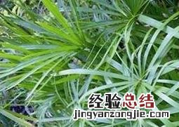 植物水竹图片 水竹图片