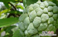 孕妇可以吃释迦果的功效与禁忌 释迦果的功效与禁忌