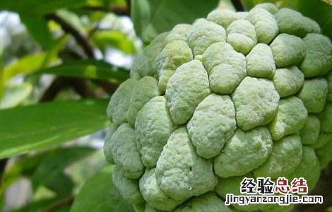 孕妇可以吃释迦果的功效与禁忌 释迦果的功效与禁忌