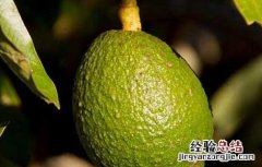 牛油果的功效与禁忌酸奶怎么做好吃 牛油果的功效与禁忌