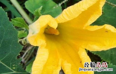 南瓜花的功效和作用 南瓜花的功效和作用是什么