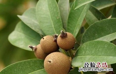 人心果的功效与作用 人参果的功效与作用