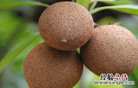 人心果的功效与作用 人参果的功效与作用