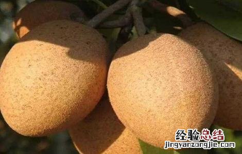人心果的功效与作用 人参果的功效与作用