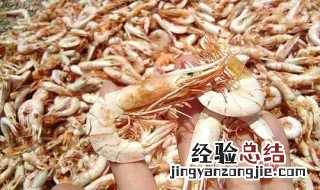 怎样捕米虾 怎么捕虾米