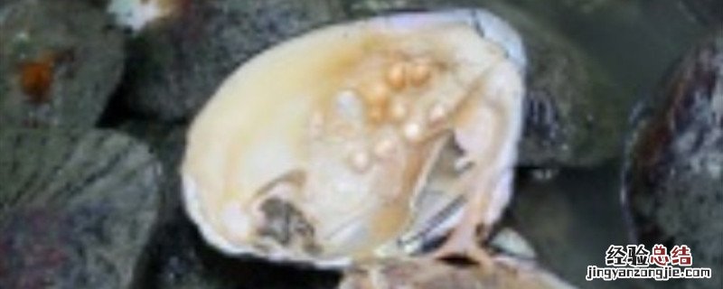珍珠养殖方法 珍珠的养殖方法
