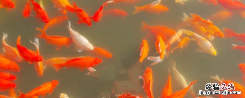 鱼苗吃什么 鱼苗吃什么食物