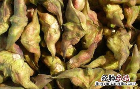 菱角的功效与作用及食用方法阿莫西林胶囊能治牙龈疼吗 菱角的功效与作用及食用方法