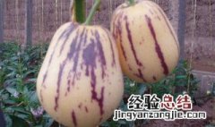 人参果长果好还是圆果好 人参果长果好还是圆果好吃