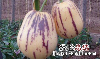 人参果长果好还是圆果好 人参果长果好还是圆果好吃