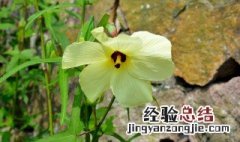 黄秋葵花的功效 黄秋葵花作用有哪些