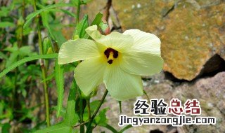 黄秋葵花的功效 黄秋葵花作用有哪些